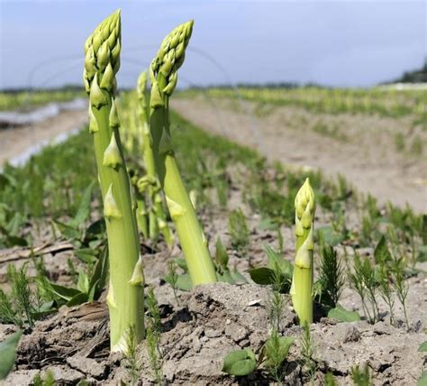 蘆筍種植深度|很全面的蘆筍種植方案，建議收藏